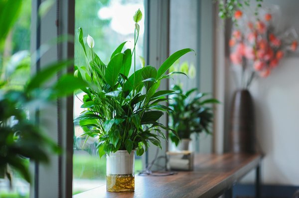 Expert anti nuisibles drôme : eden vert 3d, la solution efficace